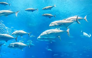 UV light provides reliable disinfection and pathogen protection in small to large saltwater and freshwater aquaculture applications